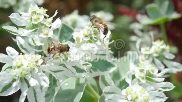 蜜蜂在白花上采蜜视频的预览图