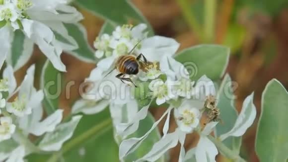 蜜蜂在白花上采蜜视频的预览图