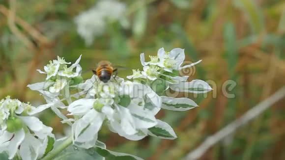 蜜蜂在白花上采蜜视频的预览图