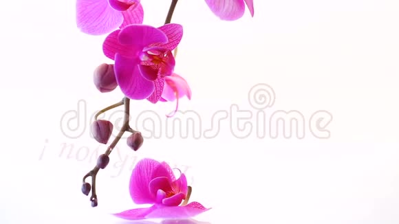 美丽的蝴蝶兰花视频的预览图