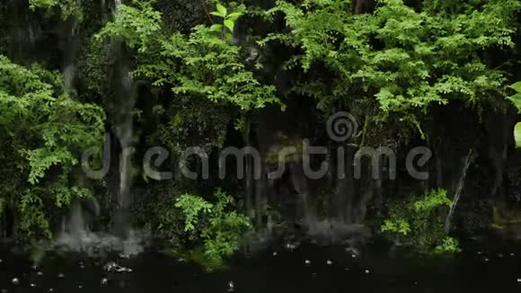 天然木纹纹理背景视频的预览图