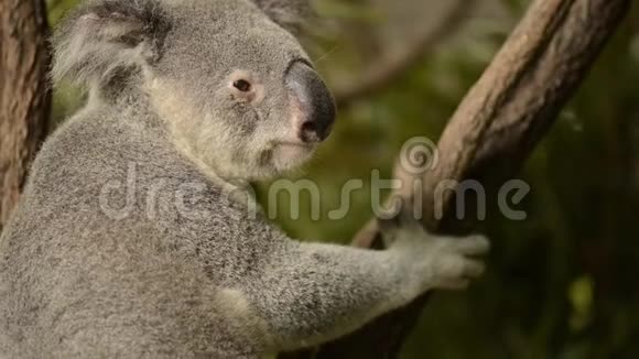 可爱的澳大利亚考拉白天休息视频的预览图