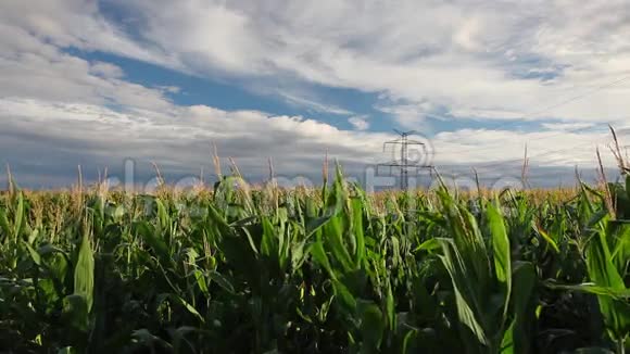 日落时的玉米田视频的预览图