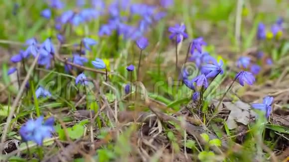 春天森林里的蓝色雪花视频的预览图