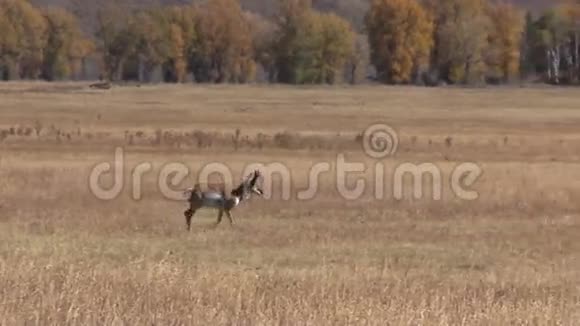 普林角羚羊巴克视频的预览图