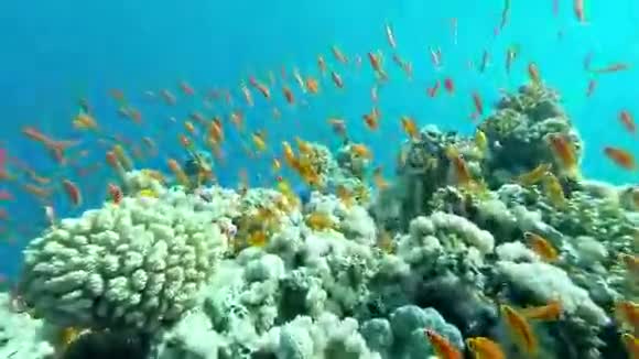 水下珊瑚礁景观五颜六色的鱼视频的预览图