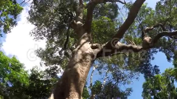 山地保留林的树木和植被的俯视图低角度旋转射击视频的预览图