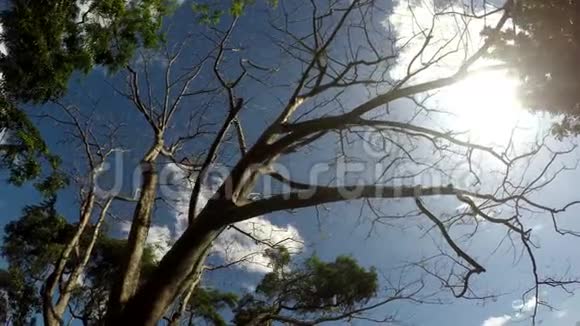 山地保留林的树木和植被的俯视图低角度视频的预览图