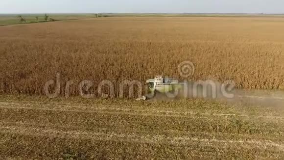收割机收割玉米在联合收割机的帮助下收集玉米芯田间的熟玉米视频的预览图