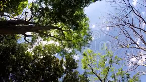 山地保留林的树木和植被的俯视图低角度旋转射击视频的预览图