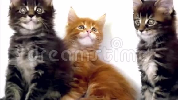 有趣的缅因猫把头往后移视频的预览图
