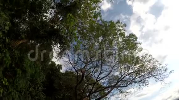 山地保留林的树木和植被的俯视图低角度视频的预览图