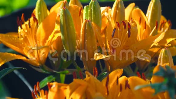 雨中橙黄色百合花瓣视频的预览图