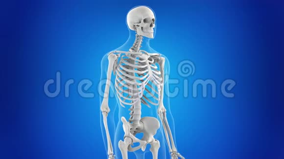 骨骼肩膀视频的预览图