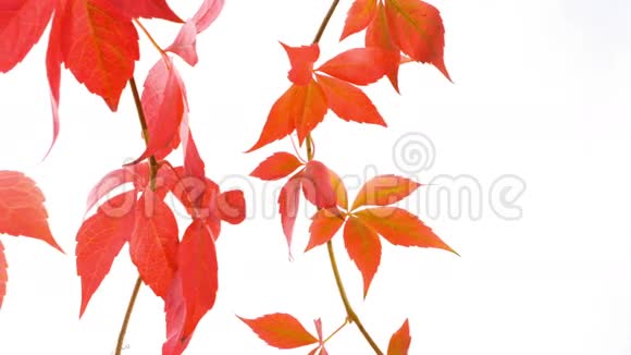 秋天的叶子在白色的背景上视频的预览图