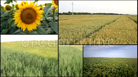 收获农业领域多屏视频的预览图