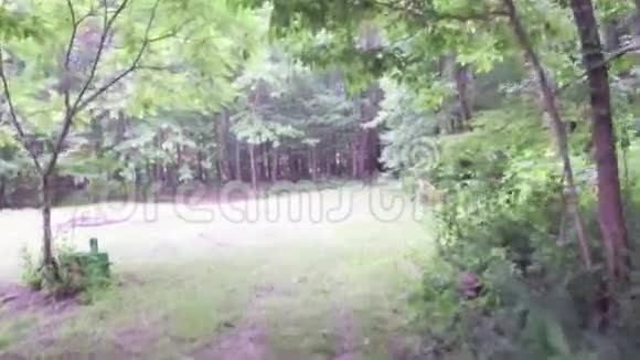 沿着森林的土路散步或跑步锻炼视频的预览图