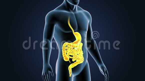 胃和肠在人体中的位置视频的预览图