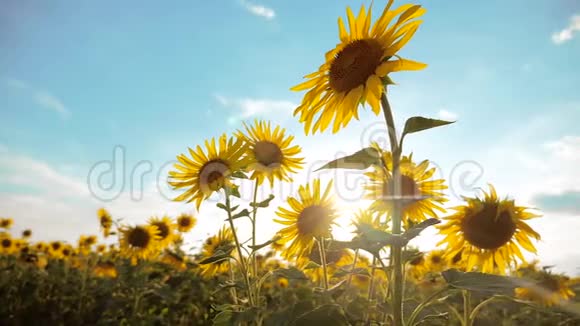 美丽的向日葵和野生活方式的黄花背景的蓝天景观慢动作视频的预览图