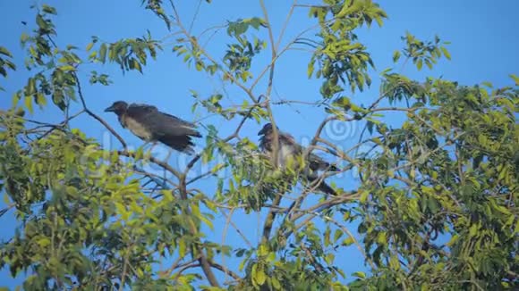 夏天一群只乌鸦坐在一棵树上一群乌鸦一种黑鸟的生活方式绿树鸟儿啼叫视频的预览图
