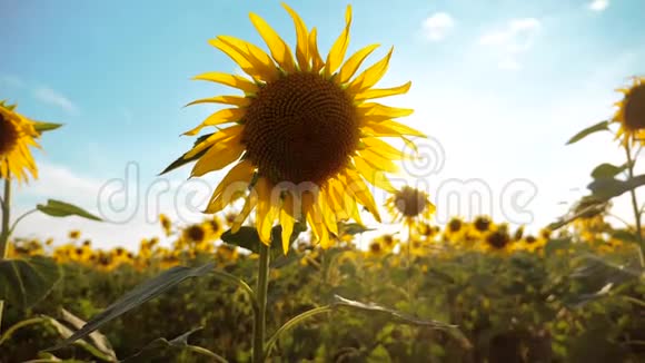 美丽的向日葵和眦野的黄花背景上的蓝天景观慢生活方式运动视频的预览图