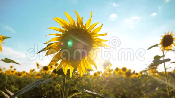 美丽的向日葵和野的黄花背景上的蓝天山水生活方式慢动作视频的预览图