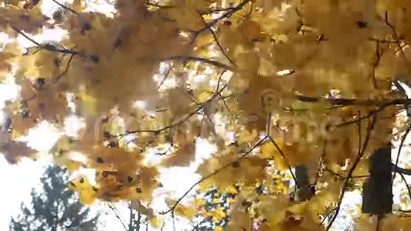 大风秋天金黄叶视频的预览图