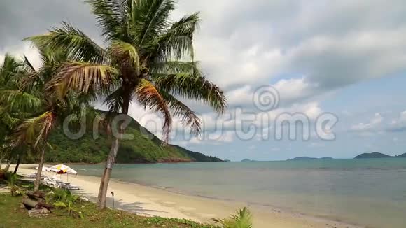 美丽的海景和海滩上的棕榈树视频的预览图