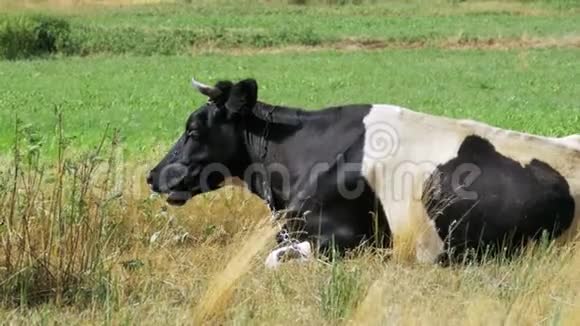 牛躺在草地上嚼草视频的预览图