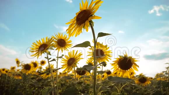 美丽的向日葵生活方式海莲花田的黄花背景上的蓝天景观慢动作视频的预览图