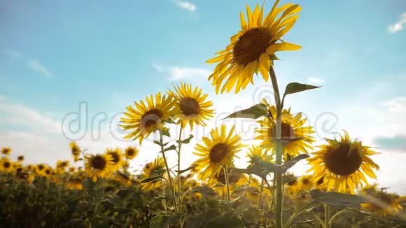 美丽的向日葵和花生活方式领域的黄花背景的蓝天景观慢动作视频的预览图