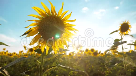 美丽的向日葵和眦野的黄花背景上的蓝天景观慢生活方式慢生活方式视频的预览图