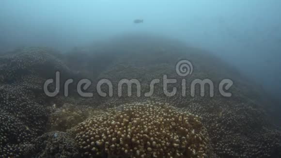 水下绿色珊瑚礁视频的预览图