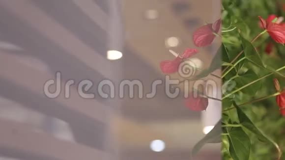花的室内装饰视频的预览图