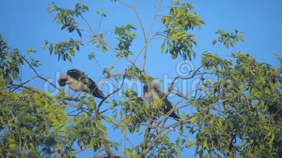 夏天一群只乌鸦坐在一棵树上一群乌鸦一只黑鸟生活方式绿树鸟儿啼叫视频的预览图