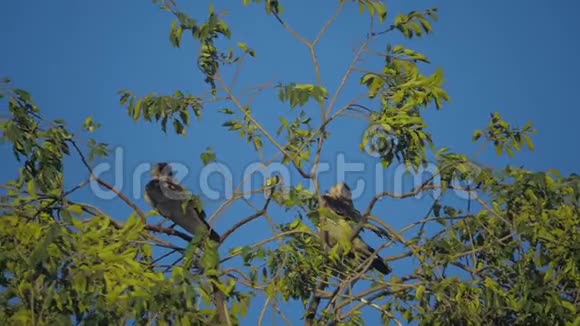 夏天一群只乌鸦坐在一棵树上一群乌鸦一只黑鸟一棵绿树鸟儿在天空中啼叫视频的预览图