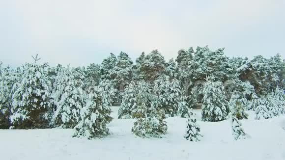 美丽的冬季景观与日落在森林中树生活方式圣诞节运动稳定冬季森林视频的预览图