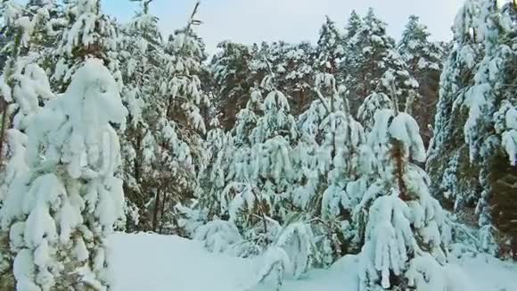 美丽的冬季景观与日落在森林中树圣诞运动稳定冬季森林视频的预览图