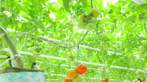 天然西红柿种植视频的预览图