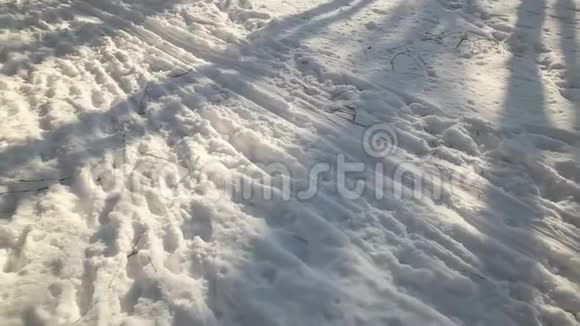 晴朗天气下的雪林树在雪的重压下弯曲视频的预览图