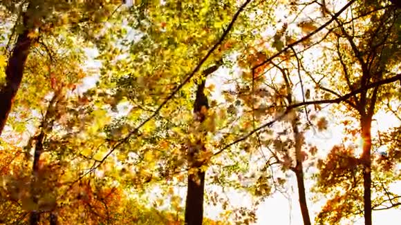 秋天公园视频的预览图