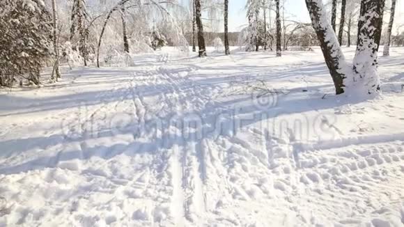 晴朗天气下的雪林树在雪的重压下弯曲视频的预览图