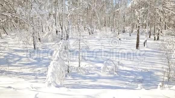 晴朗天气下的雪林树在雪的重压下弯曲视频的预览图