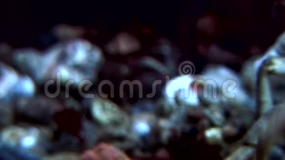 俄罗斯白海海底螃蟹海奥斯在水下寻找食物视频的预览图