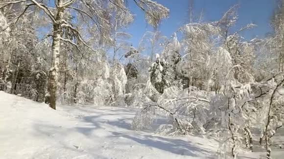 晴朗天气下的雪林树在雪的重压下弯曲视频的预览图