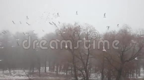 冬季公园加奇纳视频的预览图