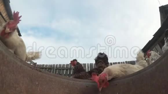 鸡在鸡舍里吃食物视频的预览图