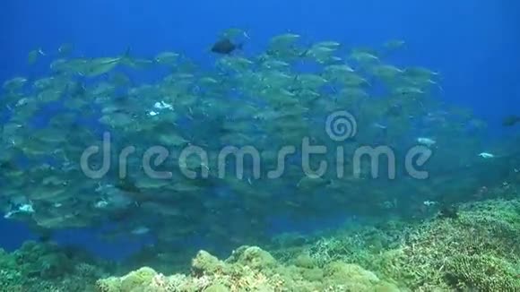 珊瑚礁上的杰克学校视频的预览图