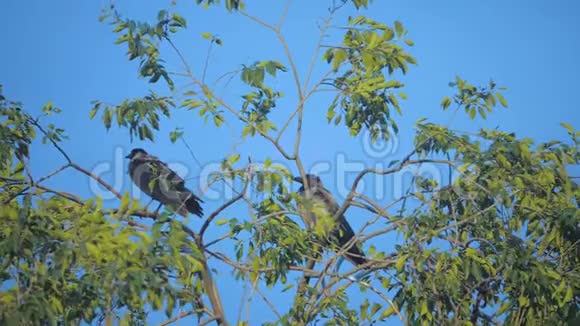 夏天一群只乌鸦坐在一棵树上一群乌鸦一只黑鸟绿树的生活方式鸟儿啼叫视频的预览图