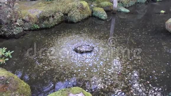 日本京都公园的池塘视频的预览图